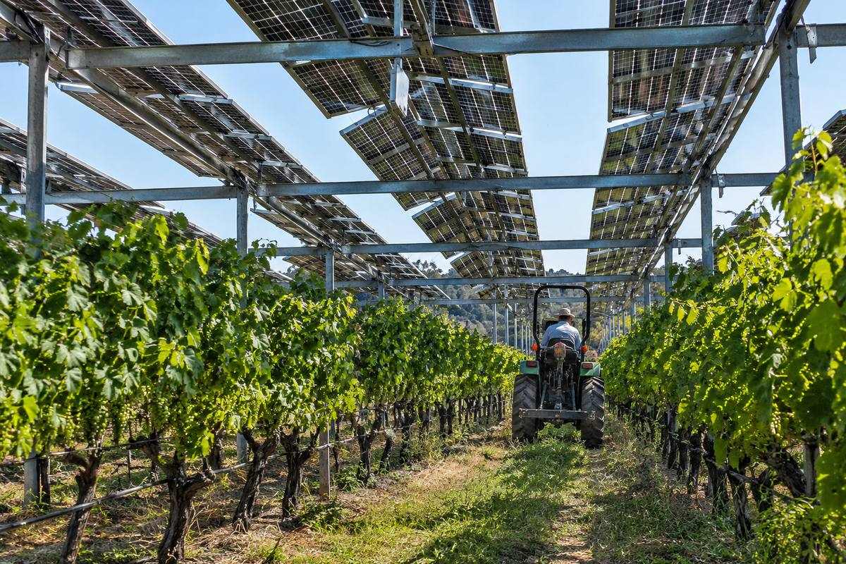 Agrovoltaica en España: tipos de sistemas, cultivos, normativa y rentabilidad